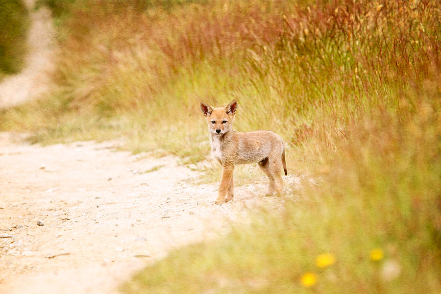 Baby Coyote on the Trail Photograph by Peggy Collins