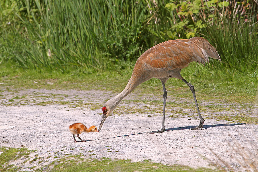 Baby Crane with Mother Photograph by Peggy Collins