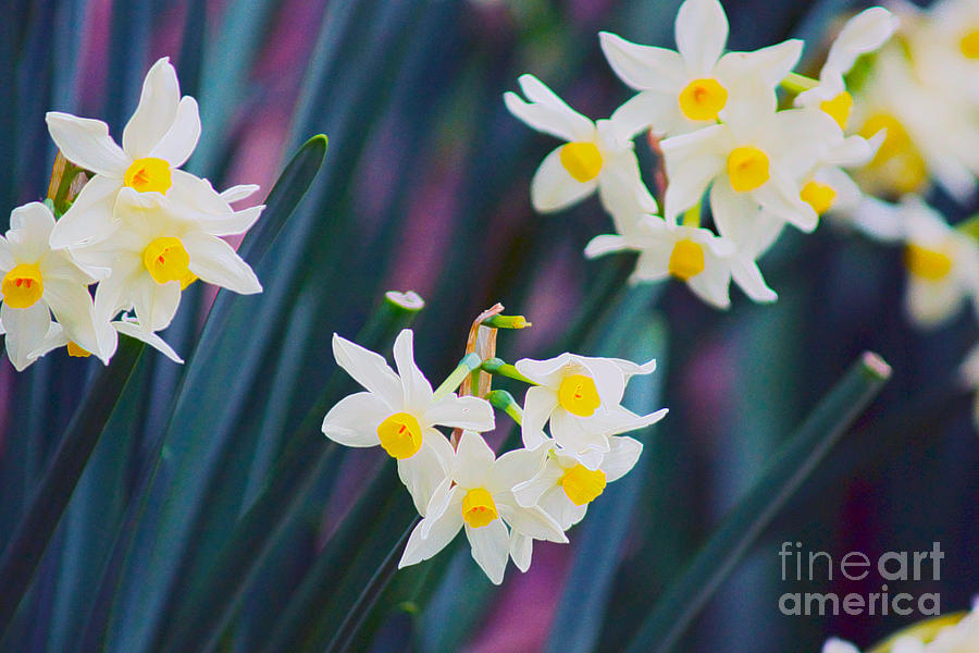 Baby Daffodils Photograph by Cassandra Buckley