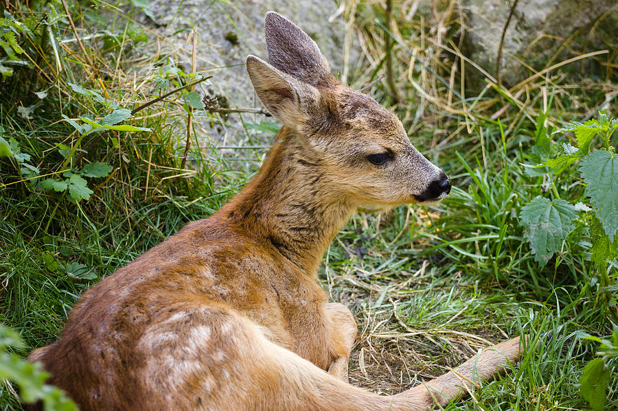 Deer Photograph - Baby Deer by Pati Photography