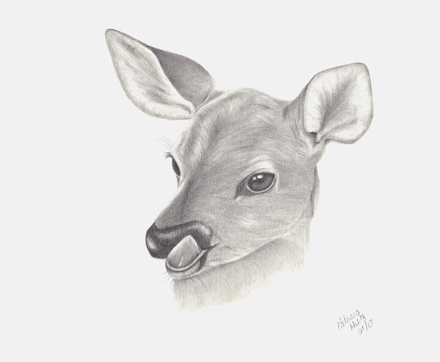 Baby Deer Drawing by Patricia Hiltz