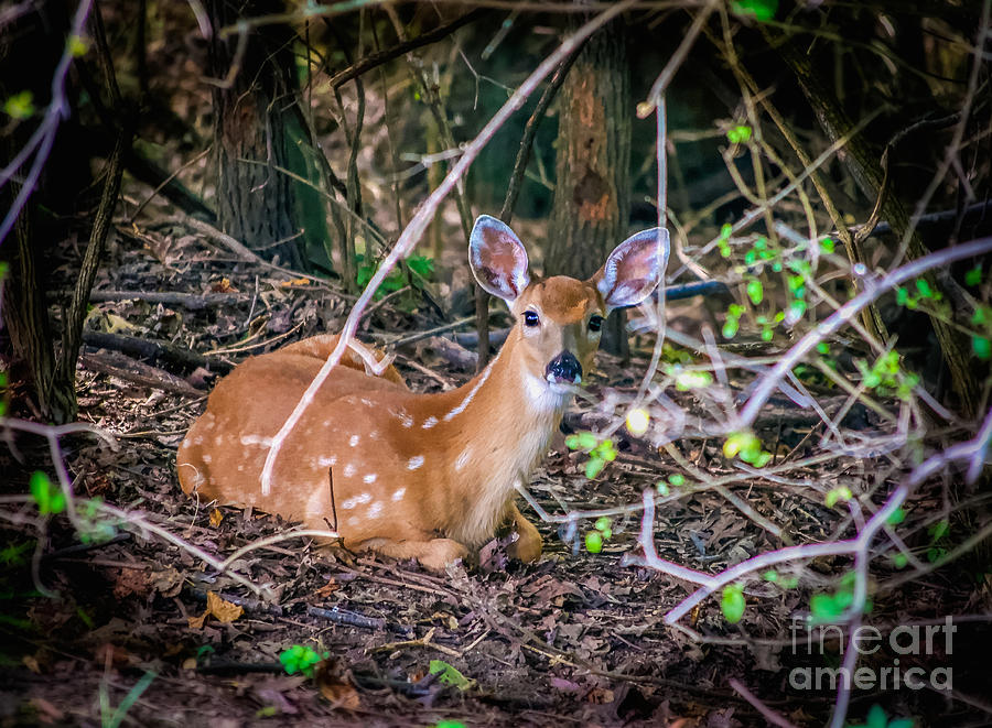 Baby Deer  White Tail Photograph by Peggy Franz