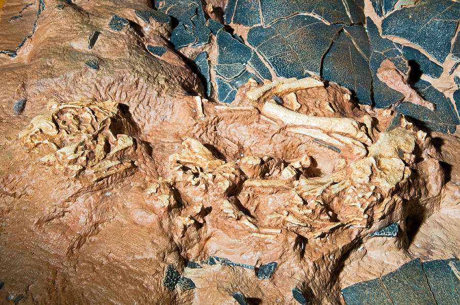 Baby Dinosaur Fossil In Nest Photograph by Millard H. Sharp