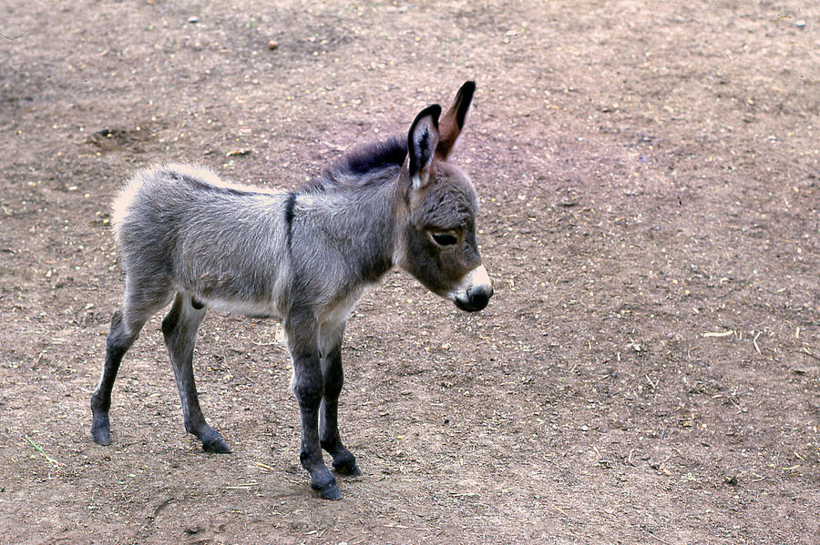 Animal Photograph - Baby Donkey by Jim Vance