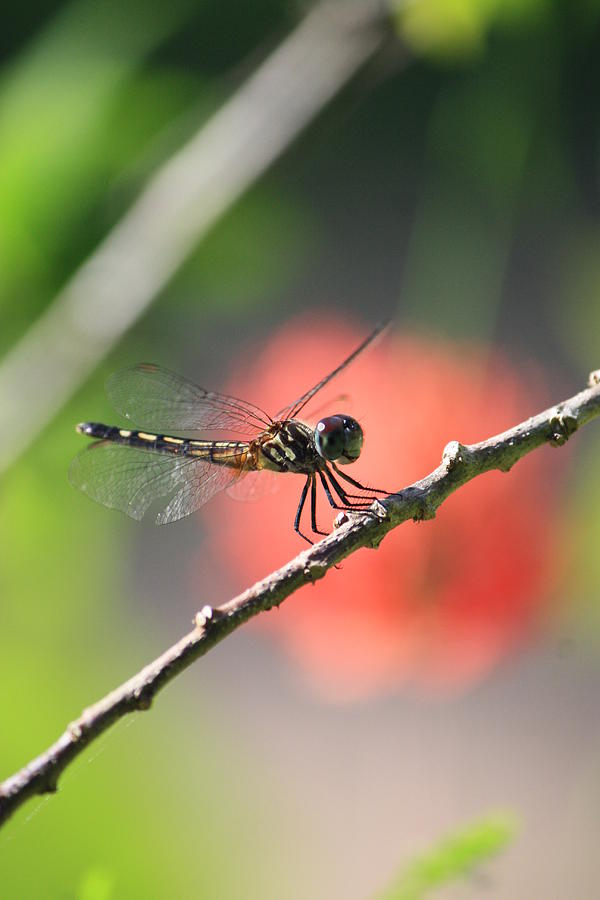 Baby Dragonfly Photograph By Mandy Shupp