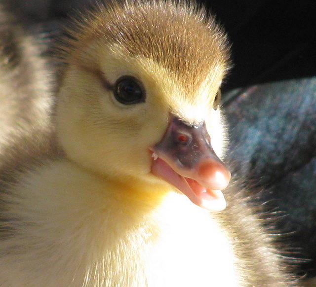 Baby Duck Photograph by Betty Berard - Fine Art America