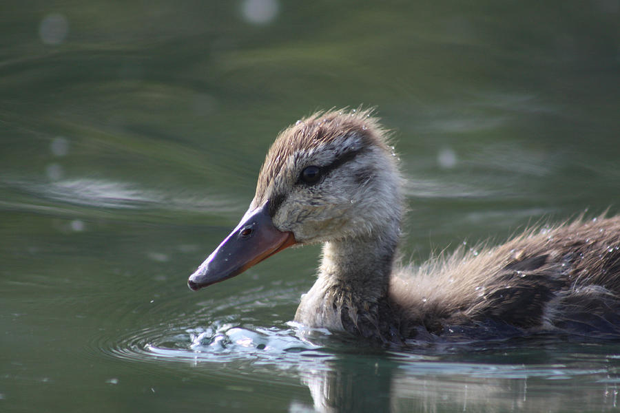Baby Duck Photograph by Cathie Douglas