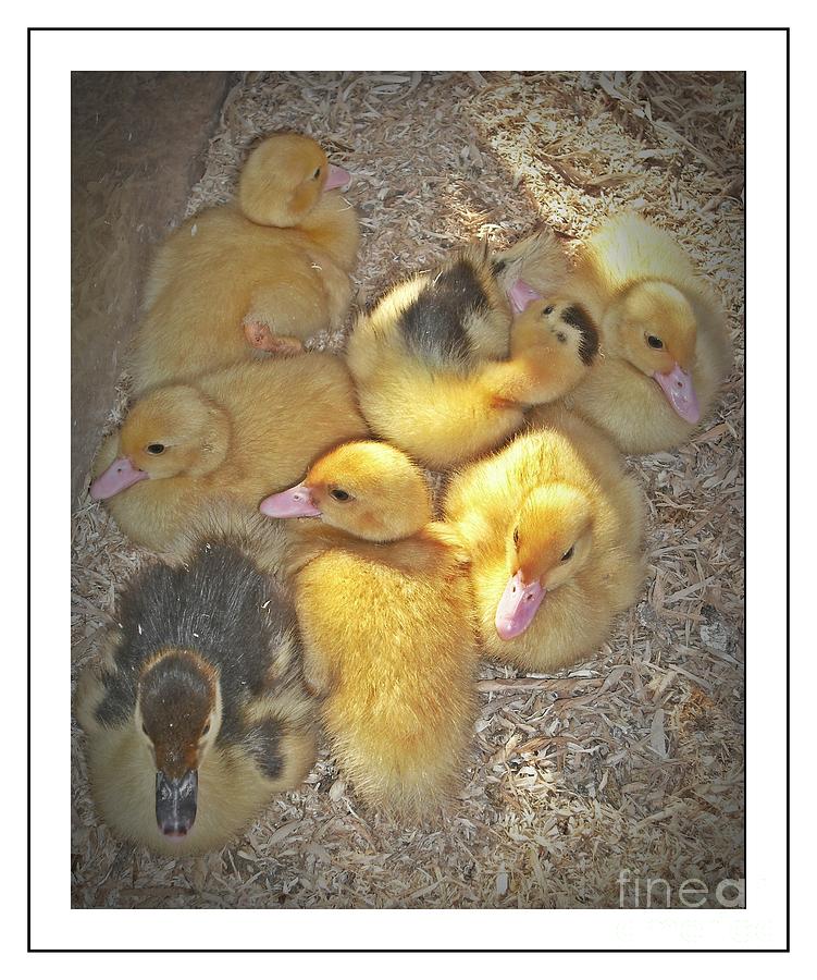 Baby Duck Huddle Photograph by Sara Raber