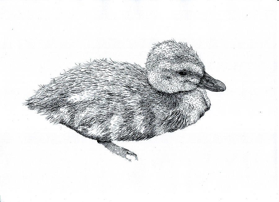 Baby Duck Drawing by Karl Addison - Fine Art America