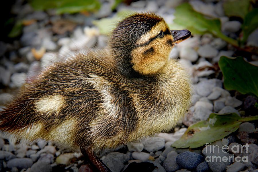 Baby Duck Photograph by Mariola Bitner