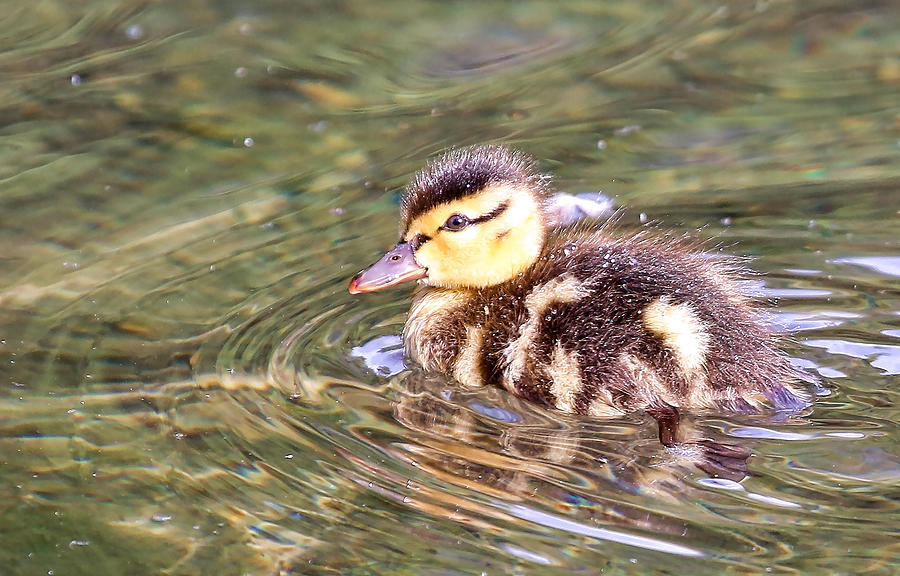Animal Photograph - Baby Duck On The Swim by Athena Mckinzie