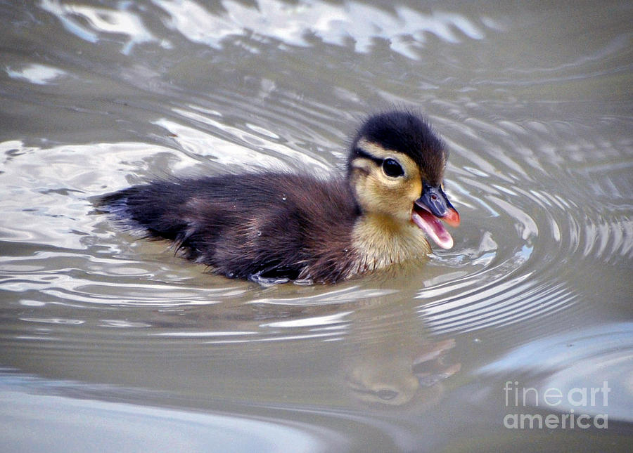 Baby Duck Photograph by Savannah Gibbs