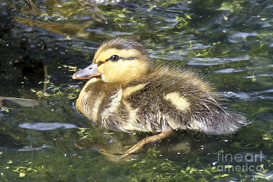 Baby Duck Photograph by Teresa Zieba