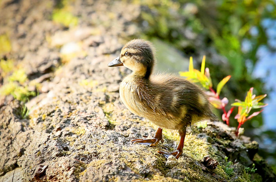 Baby Duckling  Photograph by Athena Mckinzie