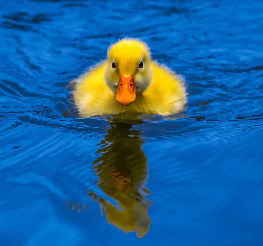 Baby Duckling Photograph by Brian Stevens