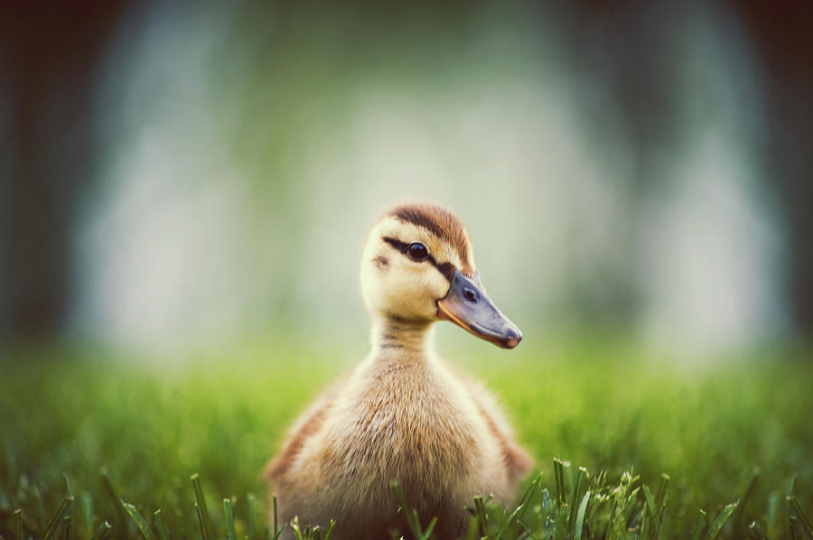 Baby Duckling Photograph by Brooke Pennington