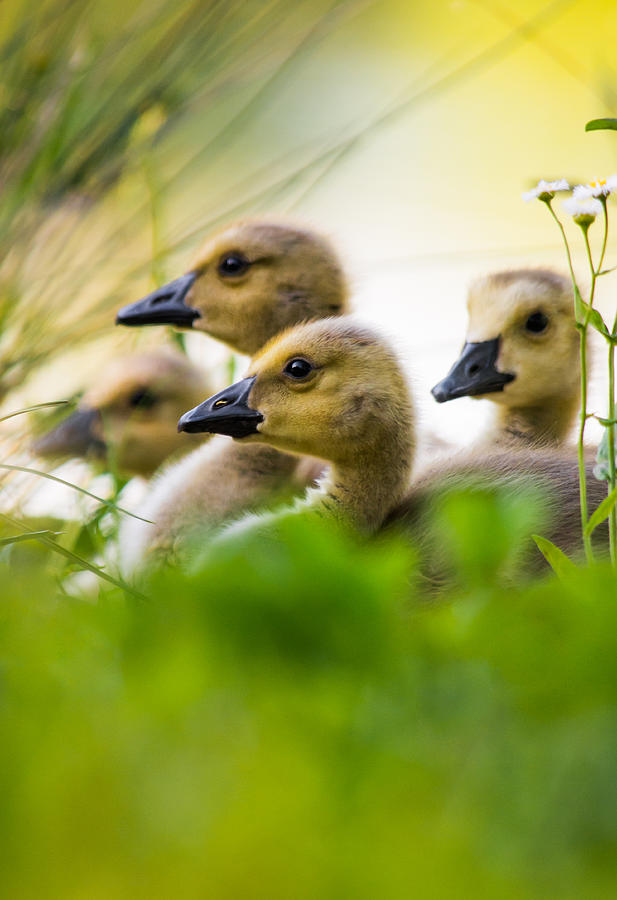Baby Ducklings Photograph