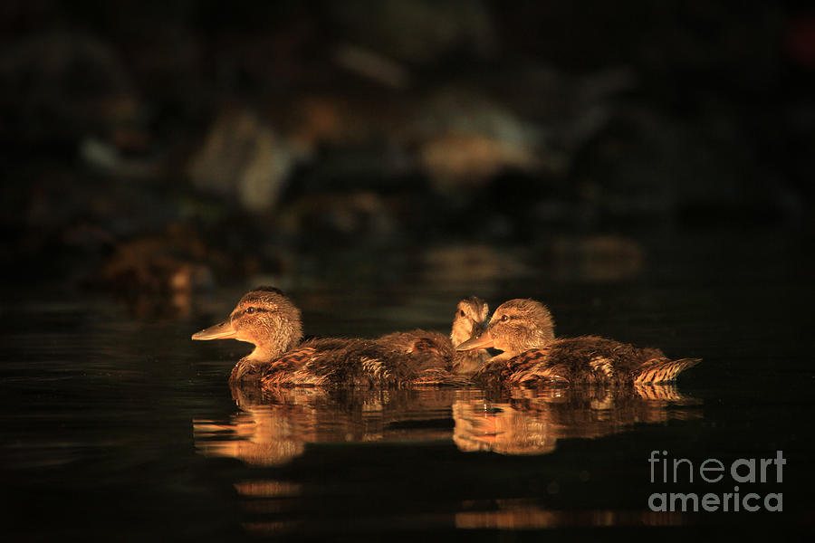 Duck Photograph - Golden Ducklings by Heidi Farmer