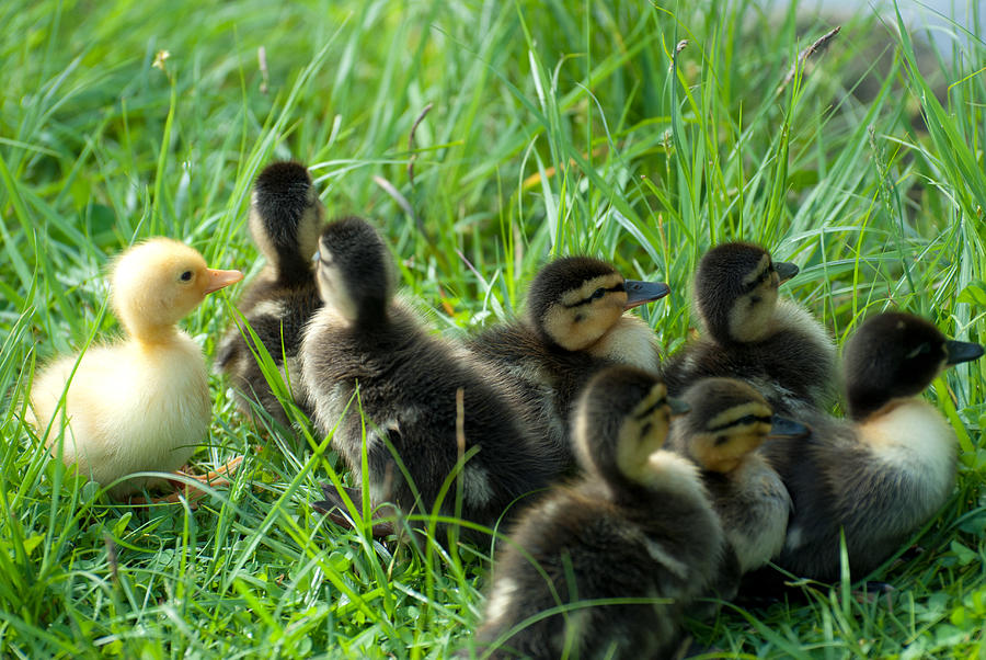 Baby Ducks Photograph By Hildie Hofmann - Fine Art America