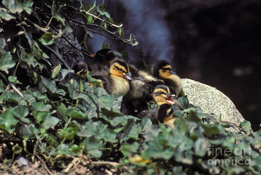 Bird Photograph - Baby ducks by Howard Stapleton