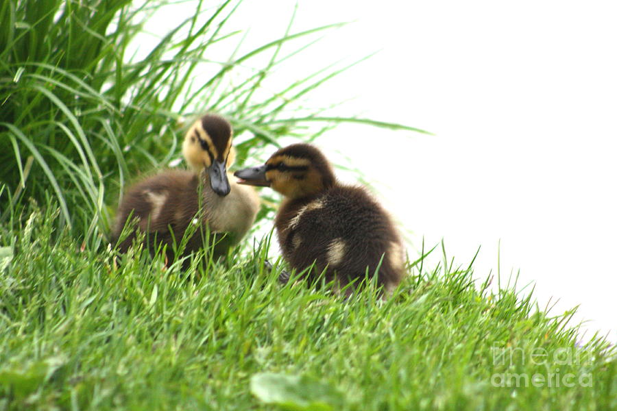 Baby Ducks In Ohio 2010. No.6 Photograph by RL Clough 