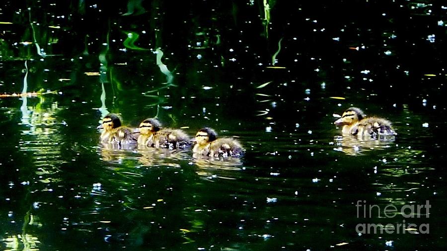 Baby Ducks Photograph by Susan Garren