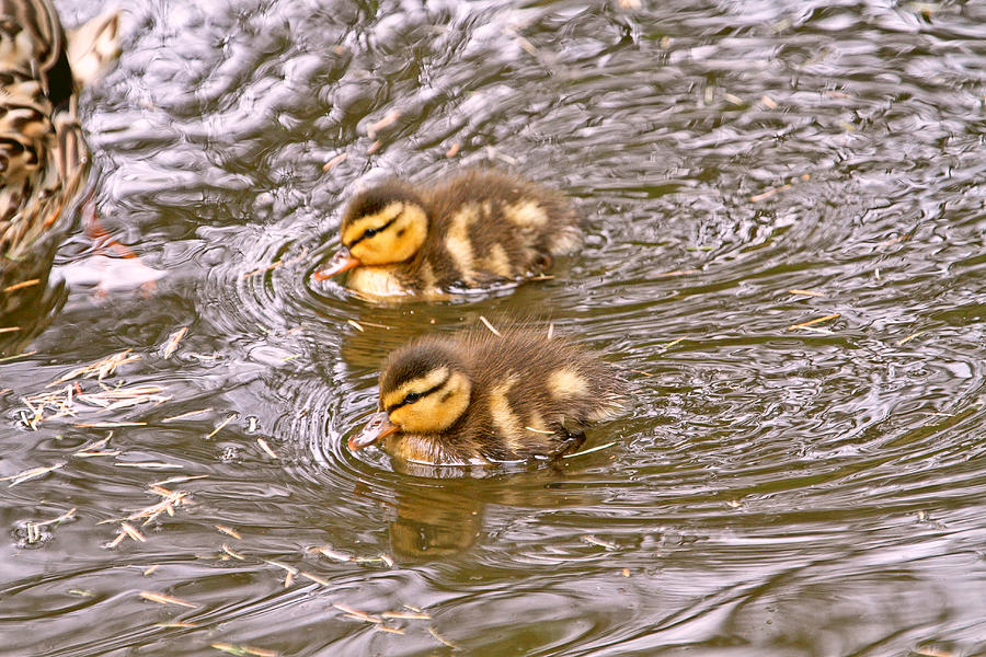 Baby Ducks Swimming Photograph by Peggy Collins