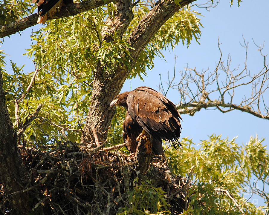 Baby Eagle Perched on Nest Photograph by Jai Johnson