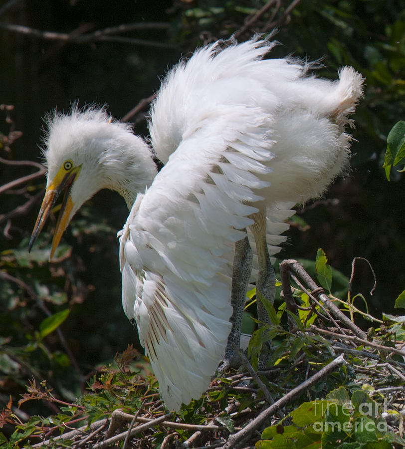 Baby Egret Photograph by Dale Powell