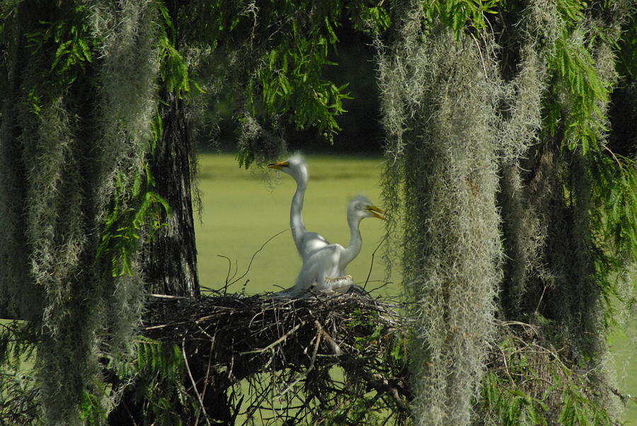 Baby Egrets Photograph by Cheryl Kostanesky - Pixels