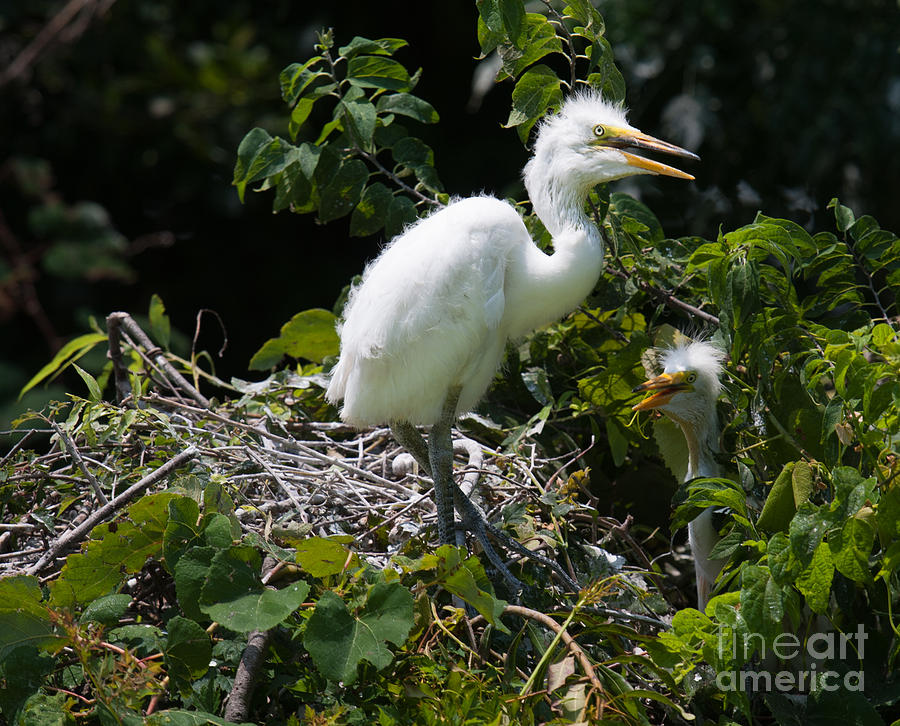 Baby Egrets Photograph
