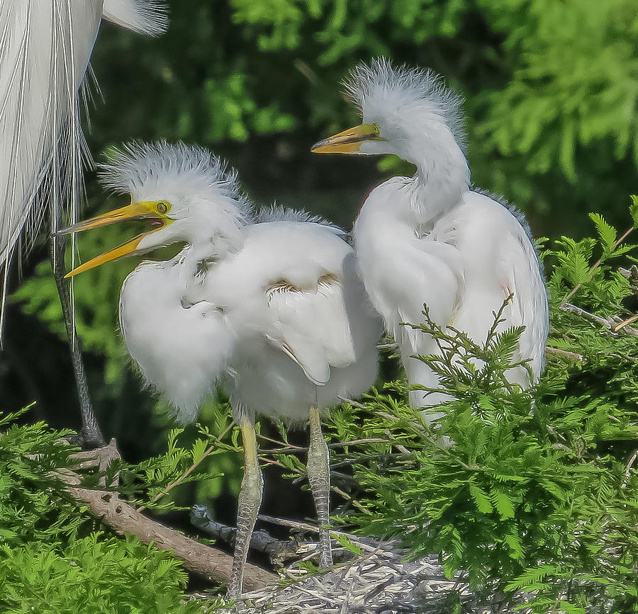 Baby egrets Photograph by Jane Luxton