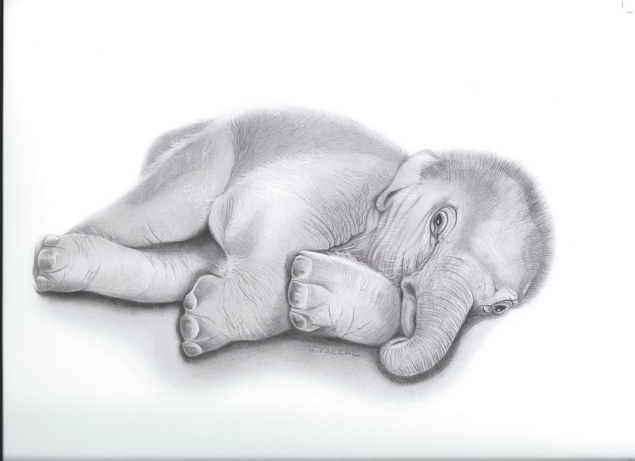 Baby Ele Ltd Edition Prints Available Drawing by Heidi Farrar Fine