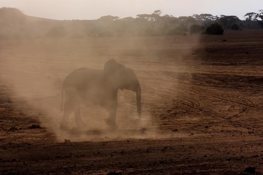 Baby Elephant  Photograph by Amanda Stadther
