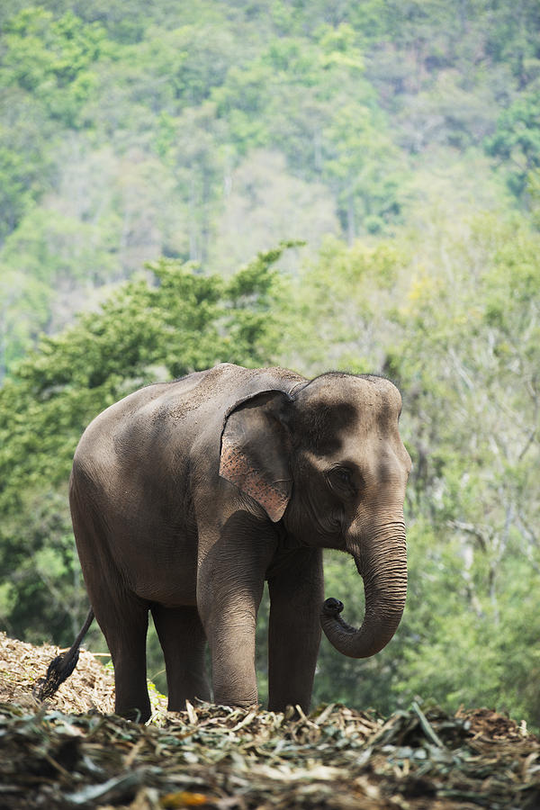 Animal Photograph - Baby Elephant Chiang Mai, Thailand by Stuart Corlett