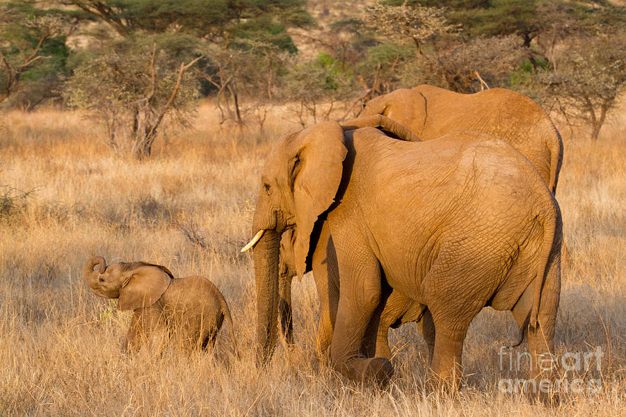 Baby Elephant Photograph by Chris Scroggins