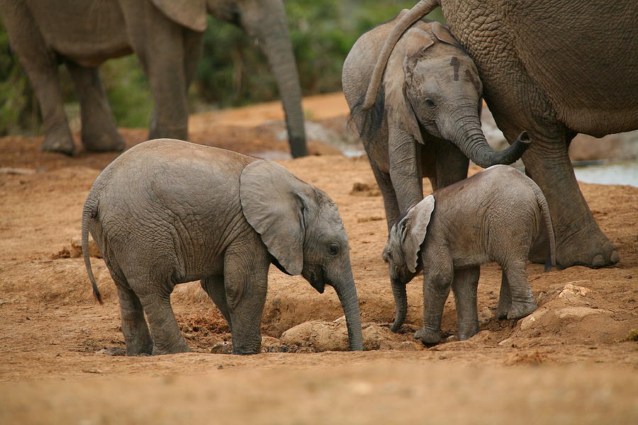 Baby Elephant Gathering Photograph by Bruce J Robinson