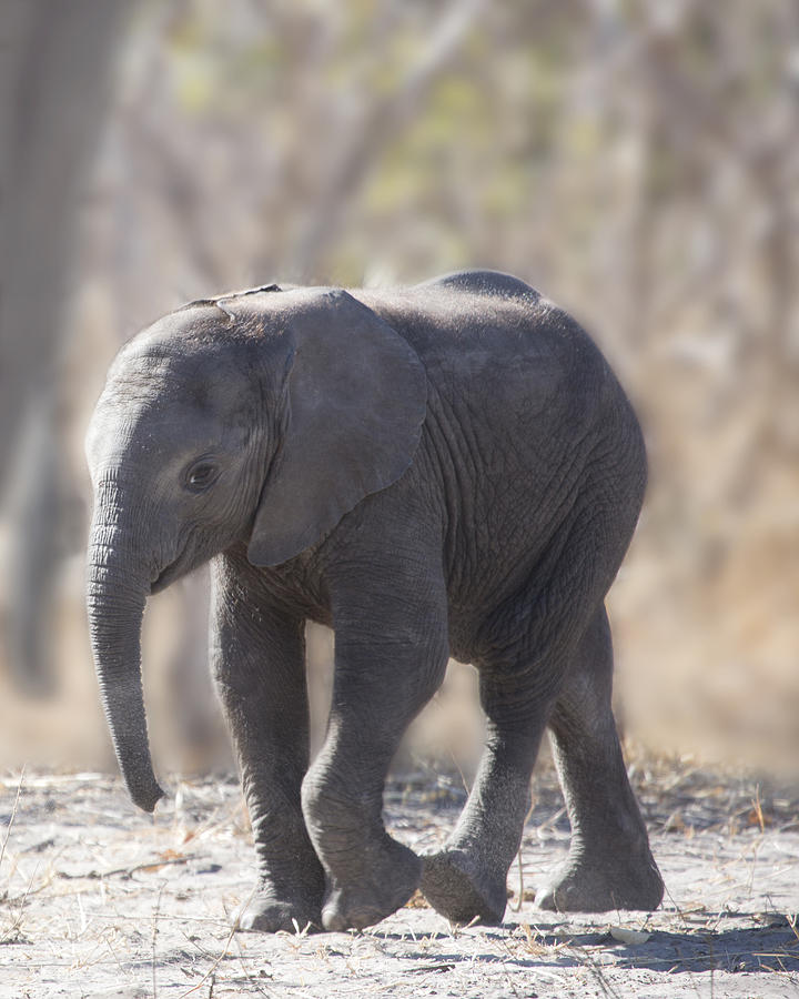 Baby Elephant Photograph by Gigi Ebert