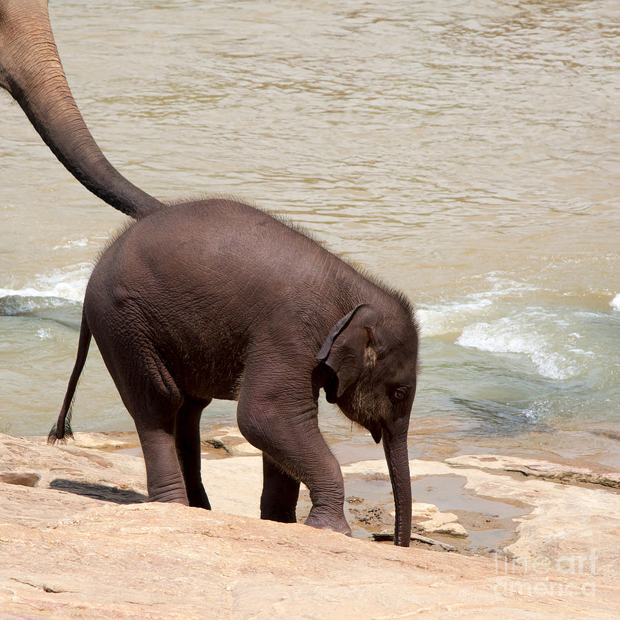 Nature Photograph - Baby elephant by Jane Rix