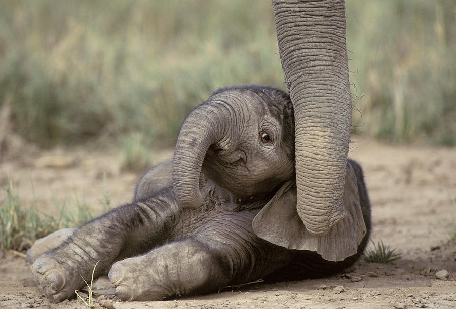 Baby Elephant Photograph by Jean-Michel Labat