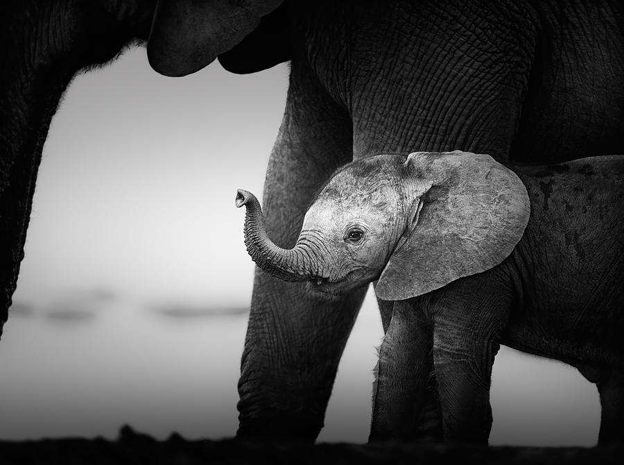 Wildlife Photograph - Baby Elephant next to Cow  by Johan Swanepoel