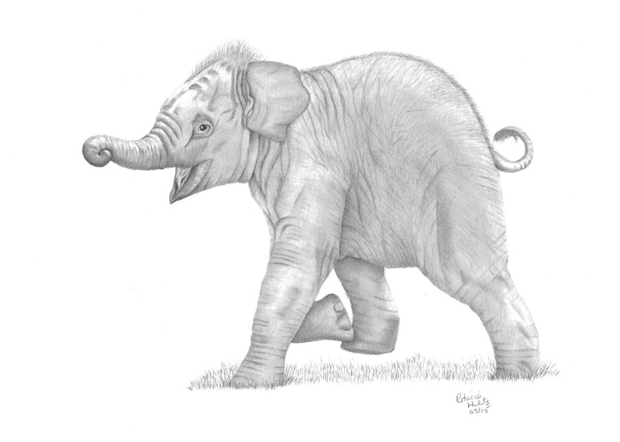 Baby Elephant Drawing by Patricia Hiltz