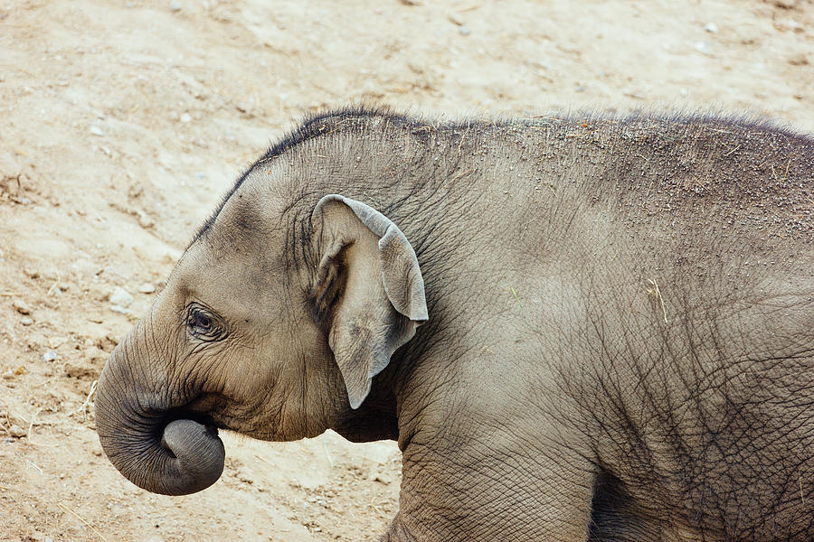 Wildlife Photograph - Baby Elephant by Pati Photography