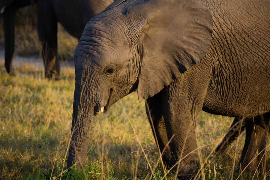 Baby Elephant Portrait Photograph by Christy Cox - Fine Art America