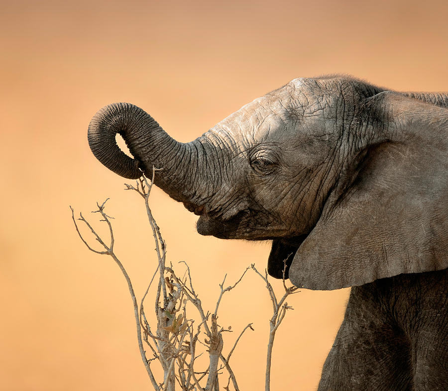 Elephant Photograph - Baby elephant reaching for branch by Johan Swanepoel