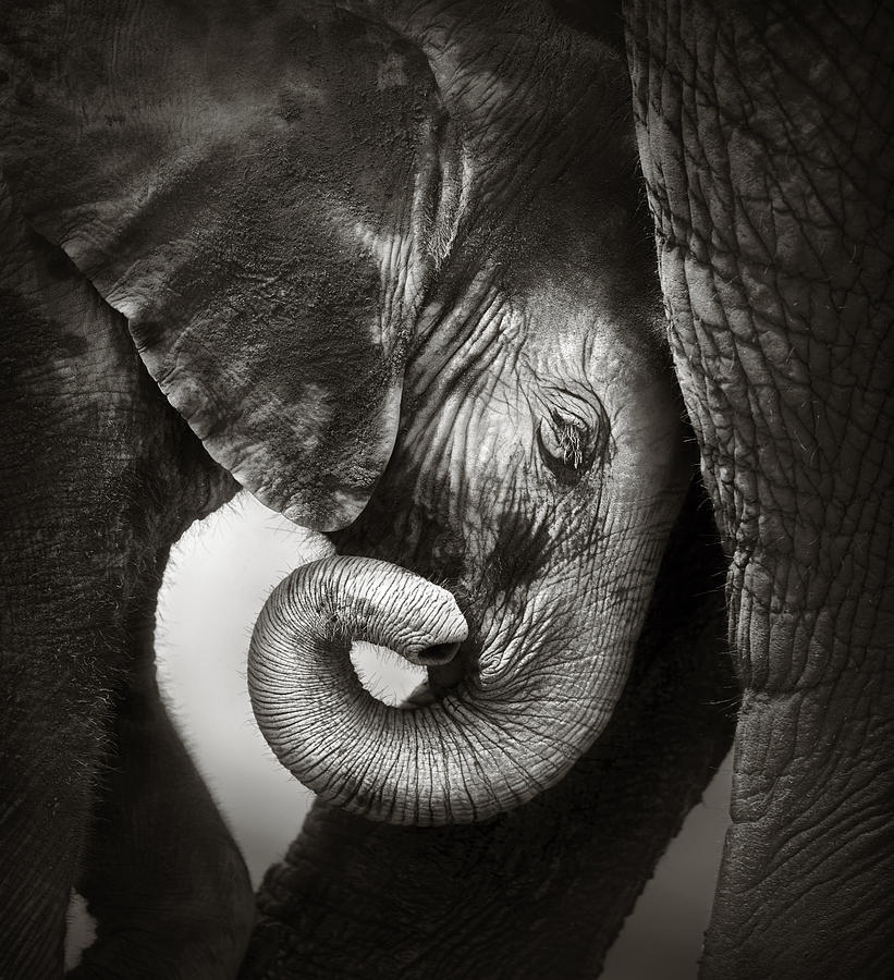 Elephant Photograph - Baby elephant seeking comfort by Johan Swanepoel