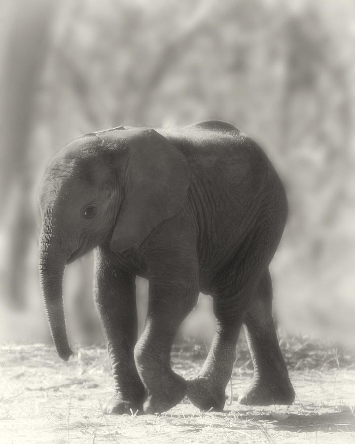 Baby Elephant Sepia Photograph by Gigi Ebert