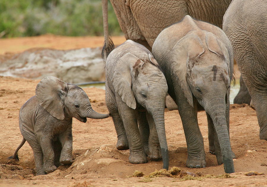 Baby Elephant Trio Photograph by Bruce J Robinson