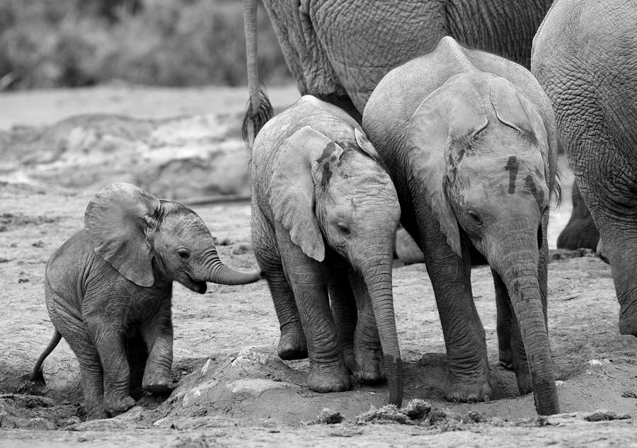 Elephant Photograph - Baby Elephant Trio BW by Bruce J Robinson