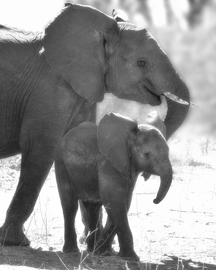 Baby Elephant with Mom Photograph by Gigi Ebert